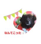 飼い主だけが可愛いと思ってるブサ犬（個別スタンプ：15）