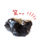飼い主だけが可愛いと思ってるブサ犬（個別スタンプ：16）