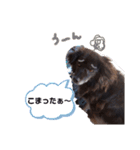 飼い主だけが可愛いと思ってるブサ犬（個別スタンプ：21）