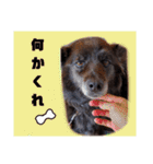 飼い主だけが可愛いと思ってるブサ犬（個別スタンプ：26）