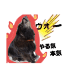 飼い主だけが可愛いと思ってるブサ犬（個別スタンプ：30）