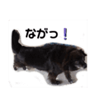 飼い主だけが可愛いと思ってるブサ犬（個別スタンプ：31）