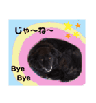 飼い主だけが可愛いと思ってるブサ犬（個別スタンプ：32）