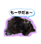 飼い主だけが可愛いと思ってるブサ犬（個別スタンプ：36）