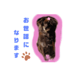 飼い主だけが可愛いと思ってるブサ犬（個別スタンプ：40）