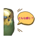 いんこの虹ちゃんだらけ（個別スタンプ：6）