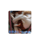 Rei ペット（個別スタンプ：1）