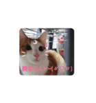 Rei ペット（個別スタンプ：15）