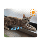 Rug Sticker Ⅱ 〜daily life〜（個別スタンプ：1）
