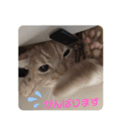 Rug Sticker Ⅱ 〜daily life〜（個別スタンプ：19）