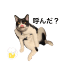 にゃんズ時々いぬ（個別スタンプ：1）