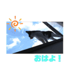 にゃんズ時々いぬ（個別スタンプ：2）