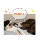 にゃんズ時々いぬ（個別スタンプ：7）