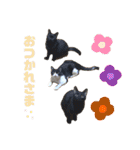 にゃんズ時々いぬ（個別スタンプ：9）
