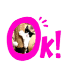 にゃんズ時々いぬ（個別スタンプ：10）