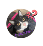 にゃんズ時々いぬ（個別スタンプ：12）