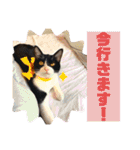 にゃんズ時々いぬ（個別スタンプ：13）