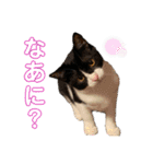 にゃんズ時々いぬ（個別スタンプ：14）