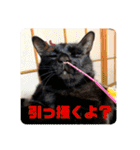 にゃんズ時々いぬ（個別スタンプ：16）
