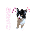 にゃんズ時々いぬ（個別スタンプ：17）