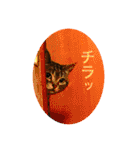 にゃんズ時々いぬ（個別スタンプ：19）