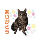 にゃんズ時々いぬ（個別スタンプ：20）