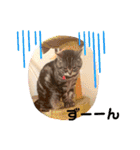 にゃんズ時々いぬ（個別スタンプ：22）
