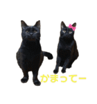 にゃんズ時々いぬ（個別スタンプ：23）