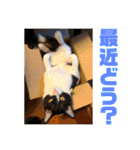 にゃんズ時々いぬ（個別スタンプ：24）