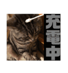 にゃんズ時々いぬ（個別スタンプ：25）