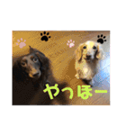 にゃんズ時々いぬ（個別スタンプ：27）