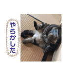 にゃんズ時々いぬ（個別スタンプ：33）