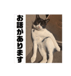 にゃんズ時々いぬ（個別スタンプ：34）