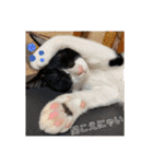 にゃんズ時々いぬ（個別スタンプ：35）