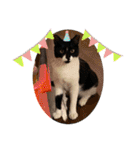 にゃんズ時々いぬ（個別スタンプ：38）