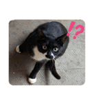 にゃんズ時々いぬ（個別スタンプ：40）