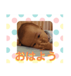 ゆっけこすけ（個別スタンプ：1）