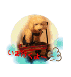 陽気なトイプー  三兄弟（個別スタンプ：4）