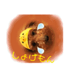 陽気なトイプー  三兄弟（個別スタンプ：14）