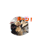 陽気なトイプー  三兄弟（個別スタンプ：16）
