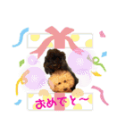 陽気なトイプー  三兄弟（個別スタンプ：32）