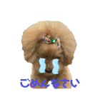 陽気なトイプー  三兄弟（個別スタンプ：35）