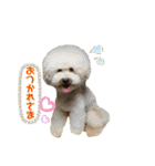 陽気なトイプー  三兄弟（個別スタンプ：37）
