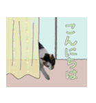 ネコのあーちょ 日常あいさつ Vol.4（個別スタンプ：3）