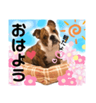 挨拶系！！カラフル☆ジェイムズ君とジョイ君（個別スタンプ：1）