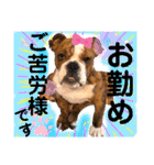 挨拶系！！カラフル☆ジェイムズ君とジョイ君（個別スタンプ：2）