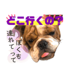 挨拶系！！カラフル☆ジェイムズ君とジョイ君（個別スタンプ：10）