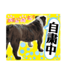 挨拶系！！カラフル☆ジェイムズ君とジョイ君（個別スタンプ：16）