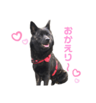 甲斐犬 秋月【第2弾】（個別スタンプ：8）