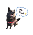 甲斐犬 秋月【第2弾】（個別スタンプ：22）